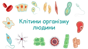 Урок 4/2. Різноманітність клітин організму людини.
