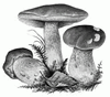 05006v90-20dc-100x88.png