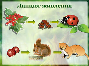 Ланцюги живлення в природі та харчовий ланцюг - Знай все ...