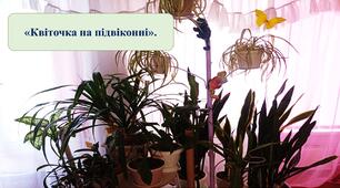 Презентація на тему:" Квіточка на підвіконні".