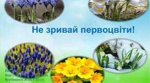 Презентація та буклет на тему: "Не зривай первоцвіти". «Охорона рослин»