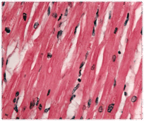 050076to-e716-204x172.png