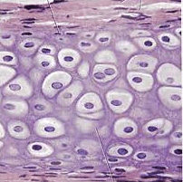 050076w6-d568-202x201.png