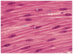 050077j4-8383-254x187.png