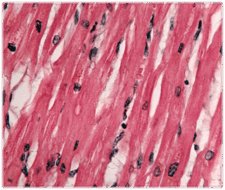050077k2-026e-225x190.png