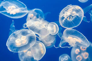 050078j8-60d8-319x213.jpg