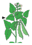 05007gn7-53a1-112x156.png