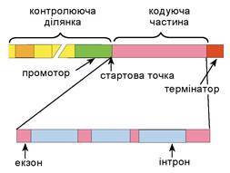 https://history.vn.ua/pidruchniki/ostapchenko-biology-and-ecology-10-class-2018-standard-level/ostapchenko-biology-and-ecology-10-class-2018-standard-level.files/image124.jpg