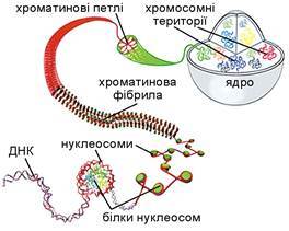 https://history.vn.ua/pidruchniki/ostapchenko-biology-and-ecology-10-class-2018-standard-level/ostapchenko-biology-and-ecology-10-class-2018-standard-level.files/image126.jpg