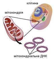 https://history.vn.ua/pidruchniki/ostapchenko-biology-and-ecology-10-class-2018-standard-level/ostapchenko-biology-and-ecology-10-class-2018-standard-level.files/image127.jpg