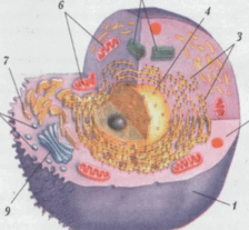05007o7p-9615-224x207.png