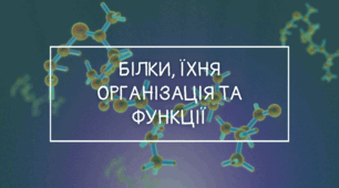Презентація на тему "Білки, їхня структурна організація та основні функції"