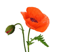 05007ptj-86e5-201x175.png