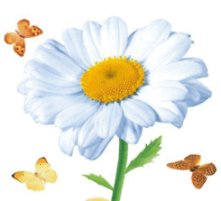 05007puo-747b-245x223.png
