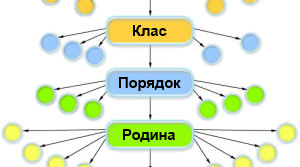Систематика – наука про різноманітність організмів. Принципи наукової класифікації організмів.  