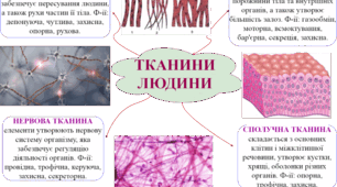 Клітина і тканини людини