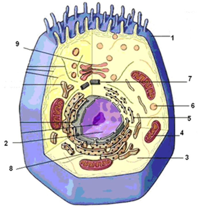 05007uy2-3ae2-720x750.png