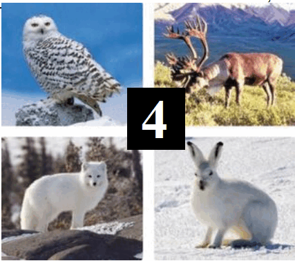 05007z51-f3f4-427x378.png