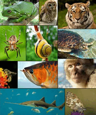 05007zop-5580-319x381.png