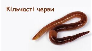 Кільчасті черви. (7 клас НУШ)