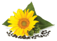 050081p0-f242-55x40.png