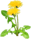 050081rz-5ba0-35x44.png