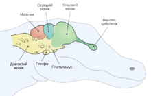 050082cu-7f8d-220x140.png