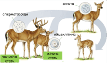 050083pd-9acf-222x131.png