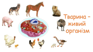 Вступ. Організм тварин