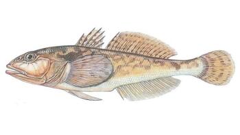 Бичок-бабка (Neogobius fluviatilis) - Види риб GoldFishNet