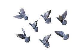 3,600+ Seven Birds Stock Photos, Pictures & Royalty-Free Images - iStock