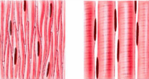 05008elf-58fd-500x266.png