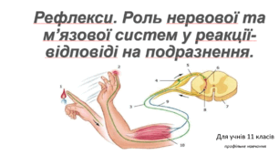"Рефлекси. Роль нервової та м’язової систем у реакції-відповіді на подразнення."