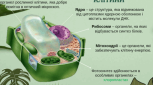 Цитологія, гістологія, анотомія як науки.  Будова рослинної і тваринної клітин.  Тканинний рівень організації рослин та тварин.  Різноманітність клітин і тканин організму людини. Органи, системи органів.