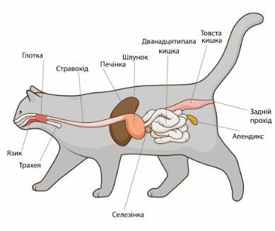05008obt-0fda-389x327.png