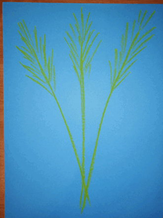 05008ogb-9156-330x440.png
