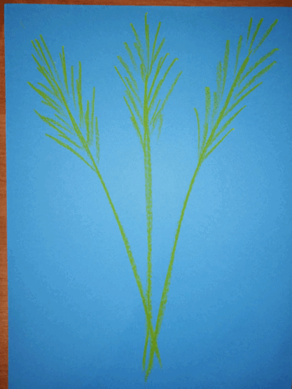 05008ono-0b77-417x556.png
