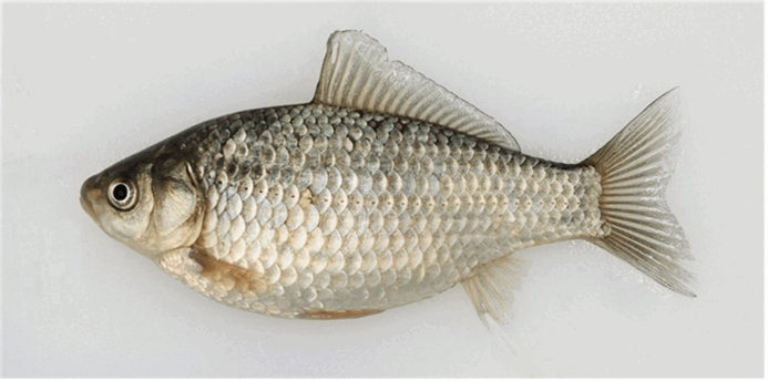 Managing the risk from non-native fish - Creating a better place