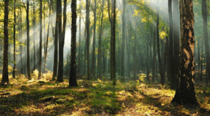 10 Home Reading "A walk in the forest (B1)".