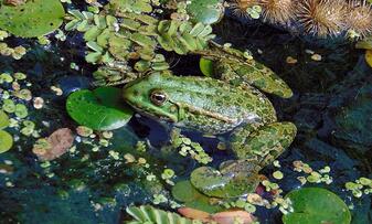 050095mx-b2a8-337x203.jpg
