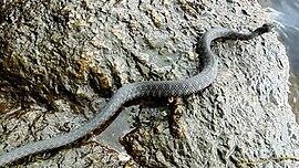 050095my-5f63-339x191.jpg