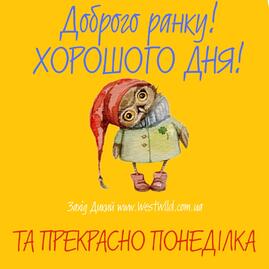Привітання з добрим ранком понеділка - West Wild | Захід Дикий