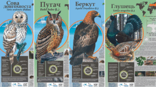 Плакати для кабінету біології "Червонокнижні види птахів: беркут, глушець, жовна зелена, пугач, сова довгохвоста"