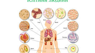 Організм людини як біологічна система