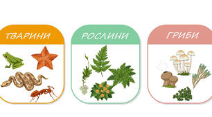  Особливості  тварин  , рослин та грибів
