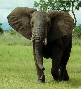 05009sg2-68f3-320x352.jpg