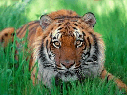 05009si6-d268-259x194.png
