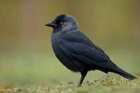 Галка обыкновенная (Corvus monedula)