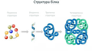  Білки. Структурна організація білків.Ферменти.