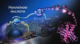 Нуклеїнові кислоти